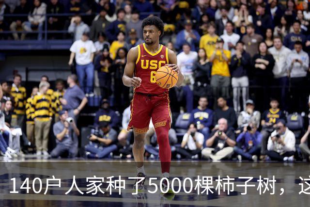 140户人家种了5000棵柿子树，这个浙江小村国庆6天来了8万人